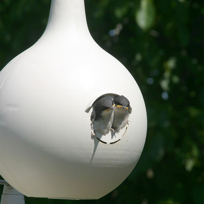 Heath 12-Room Deluxe Purple Martin House & Gourds Kit