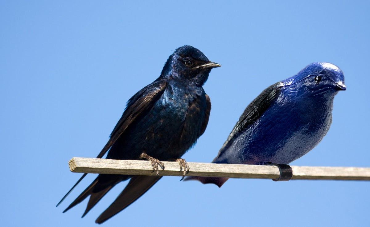 Best Purple Martin Products